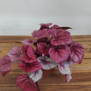 Begonia Beleaf