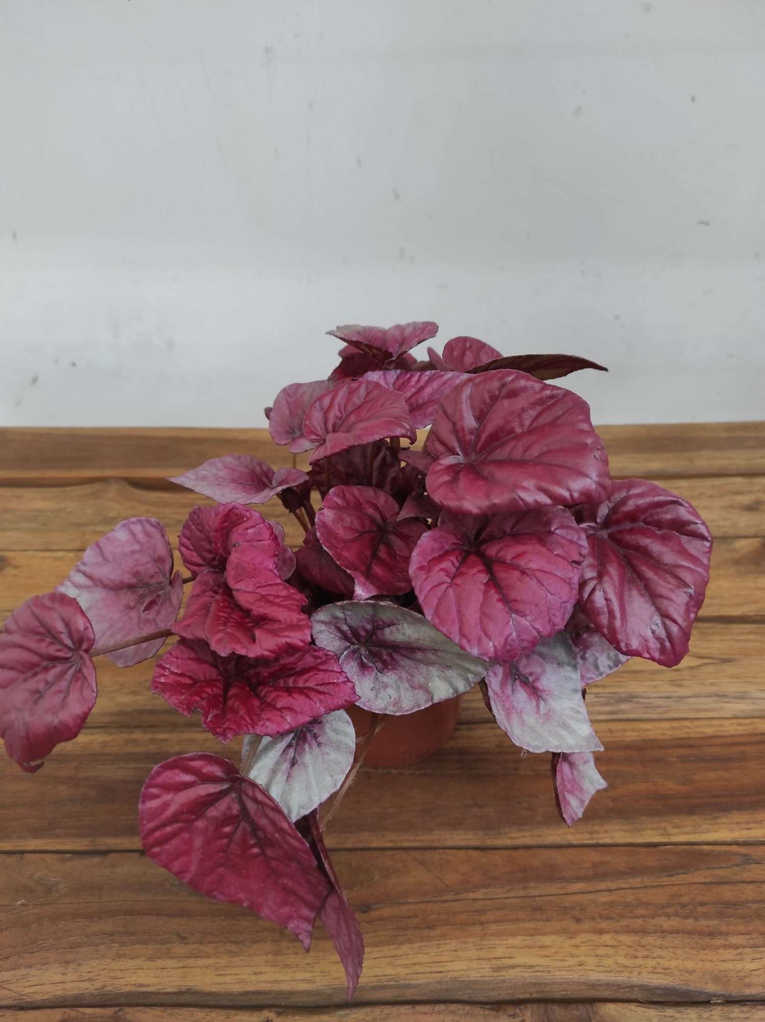 Begonia Beleaf