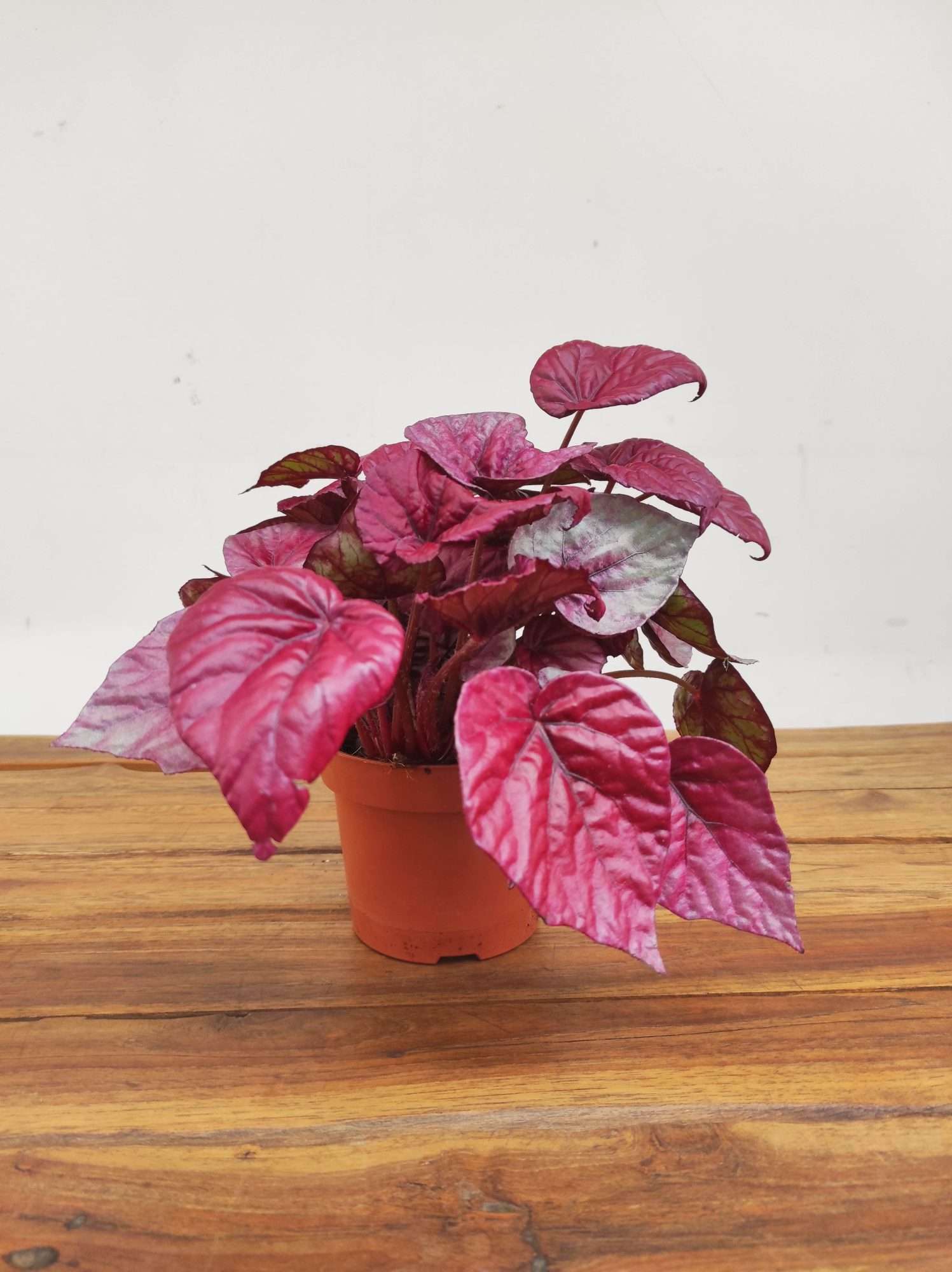 Begonia Beleaf - Image 2
