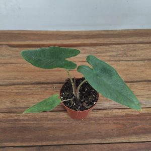 Alocasia Sulawesi Green Carpet