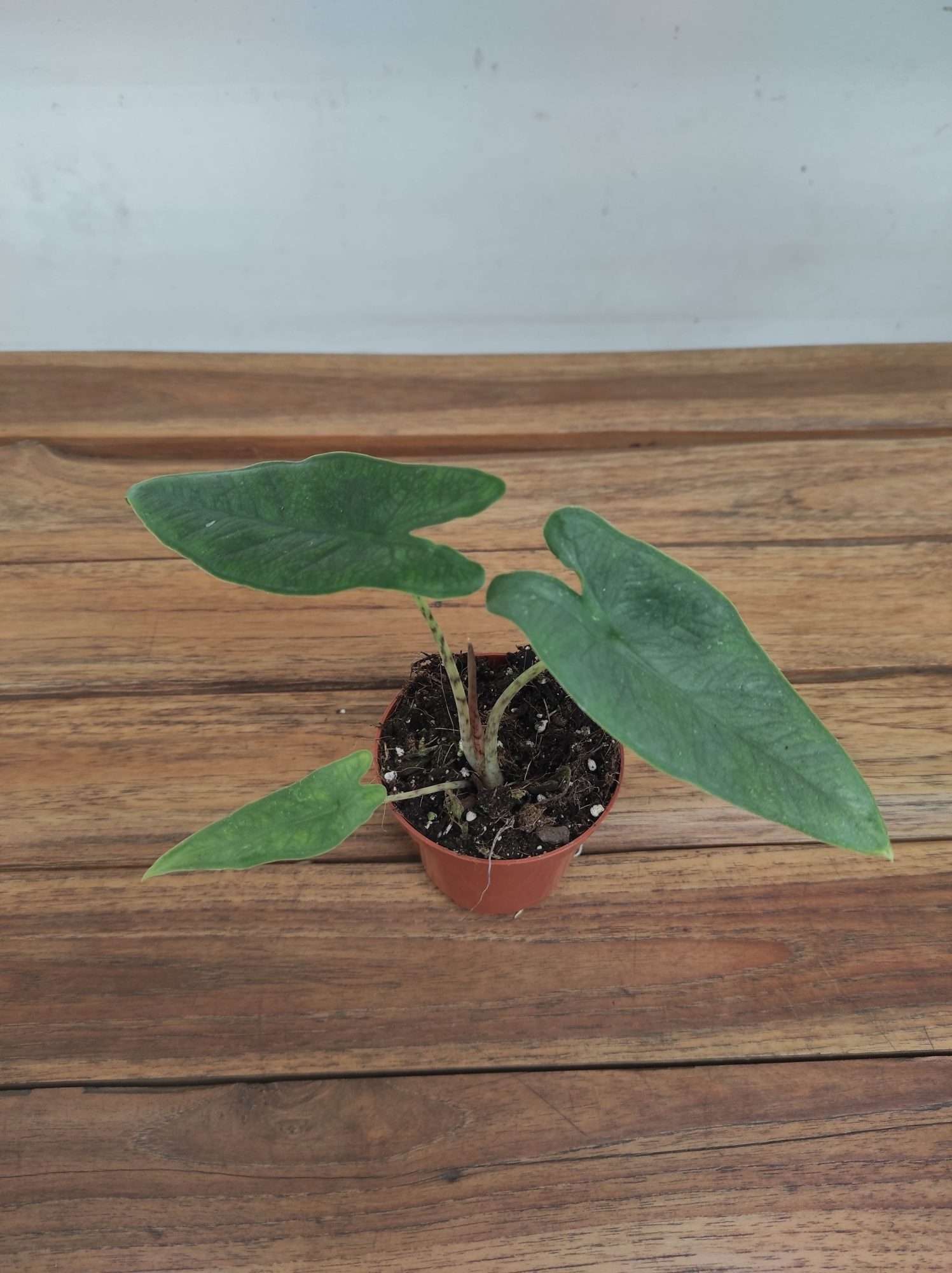 Alocasia Sulawesi Green Carpet