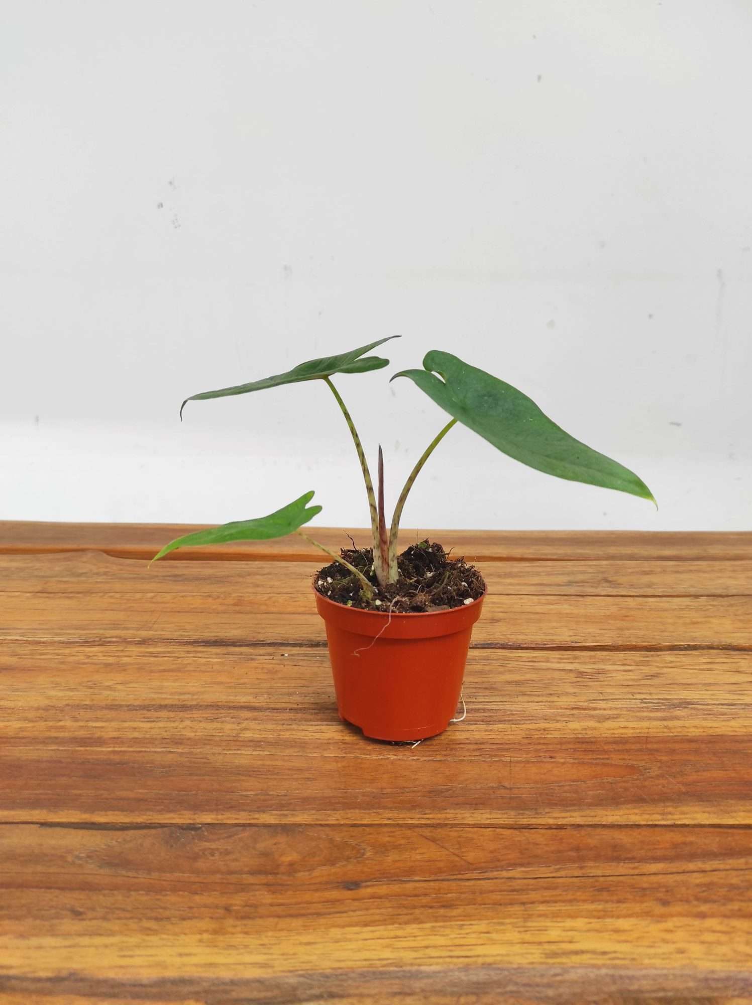 Alocasia Sulawesi Green Carpet - Image 2