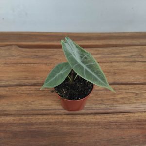 Alocasia Longiliba 'Sylver'
