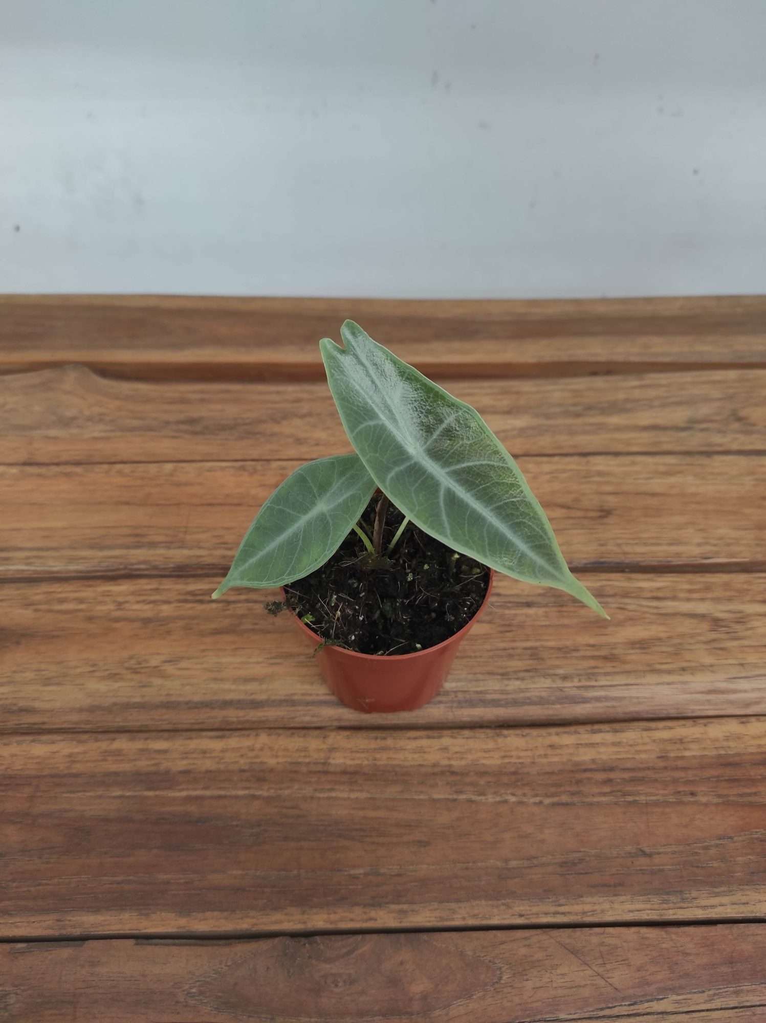 Alocasia Longiliba 'Sylver'
