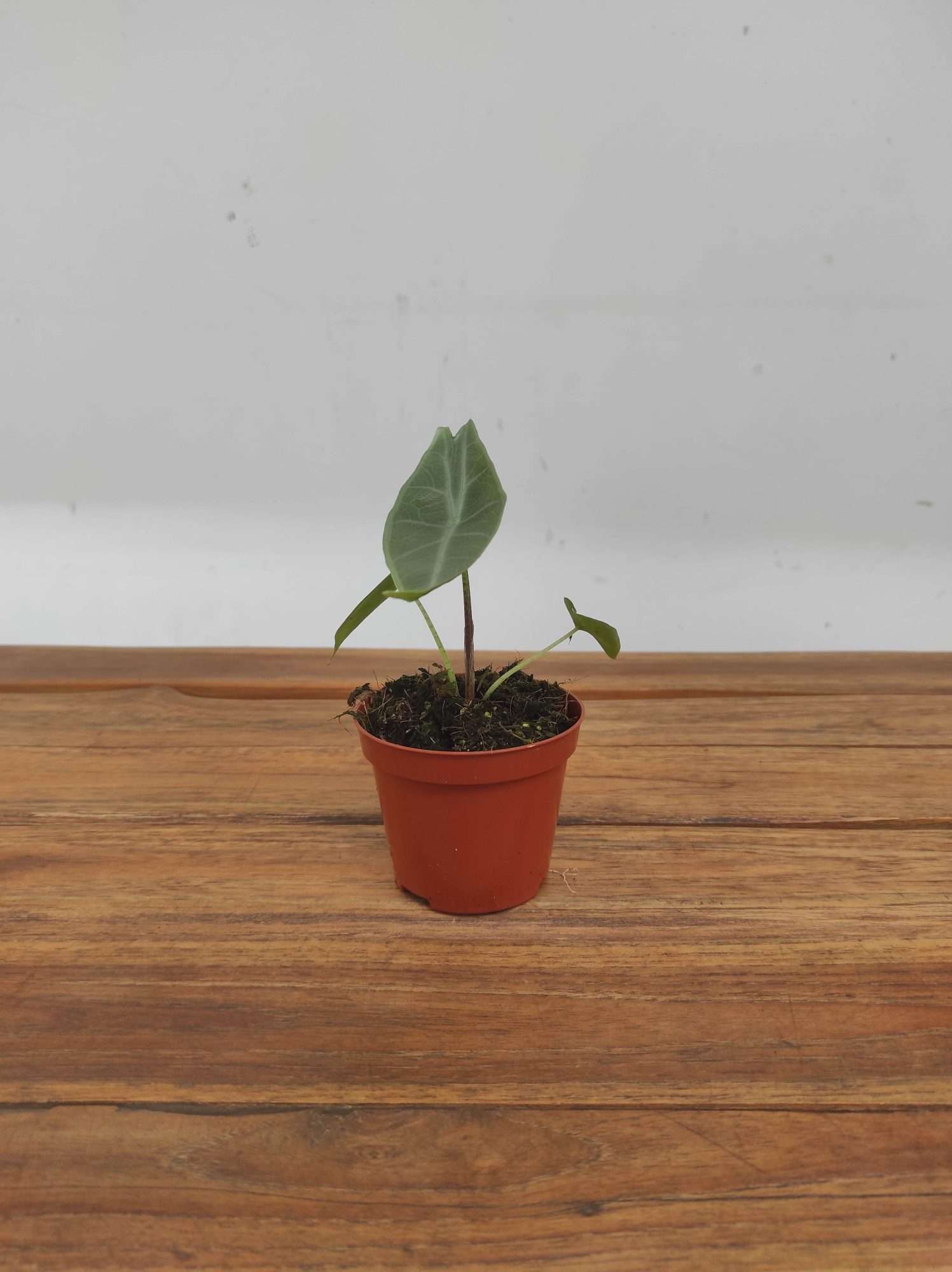 Alocasia Longiliba 'Sylver' - Image 2