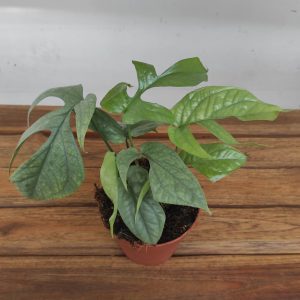 Monstera Green Amydrium 'Medium Sylver'