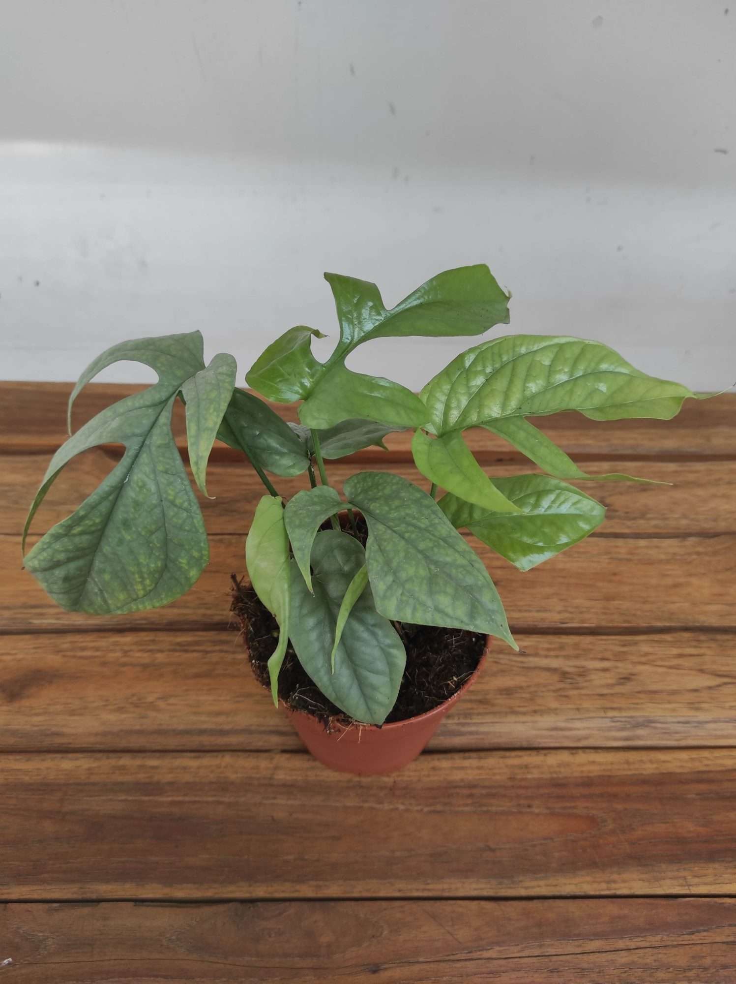 Monstera Green Amydrium 'Medium Sylver'