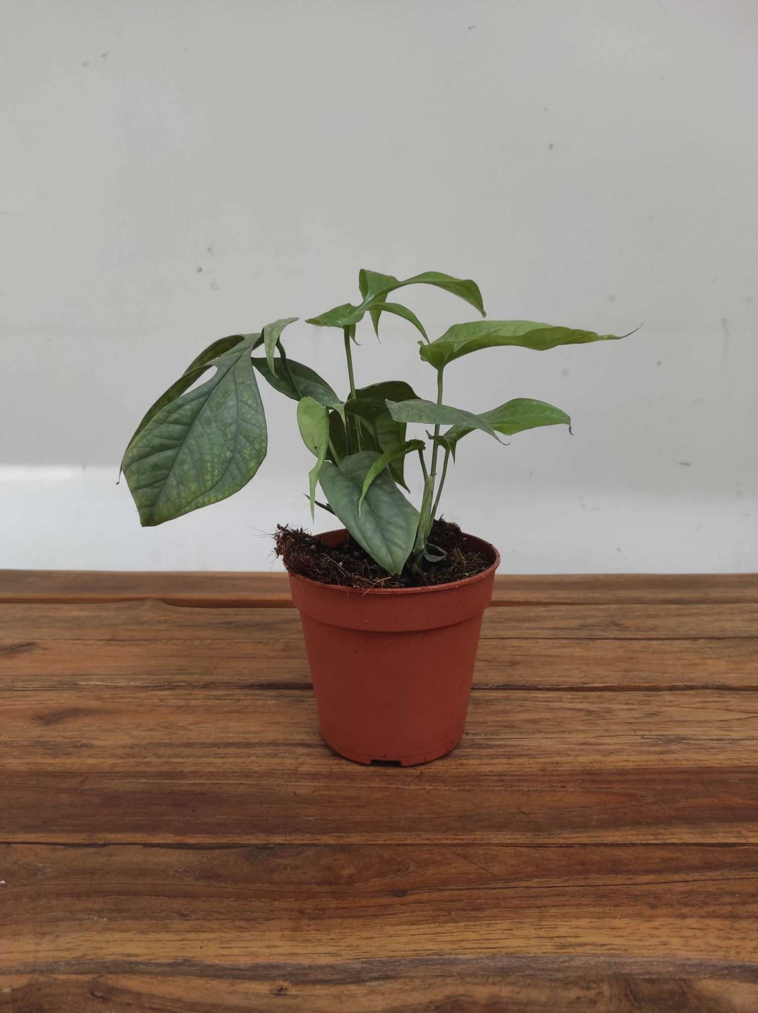 Monstera Green Amydrium 'Medium Sylver' - Image 2