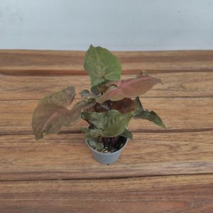 Syngonium V.6