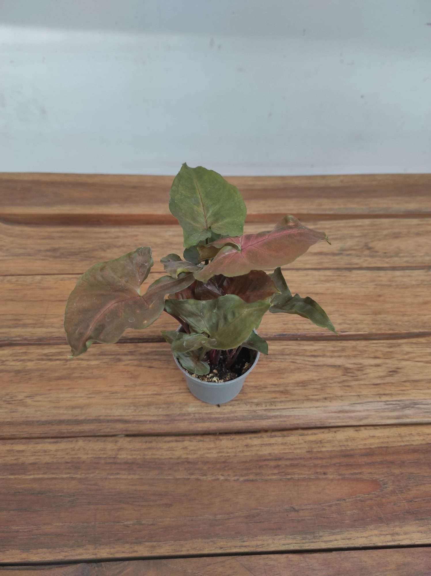 Syngonium V.6