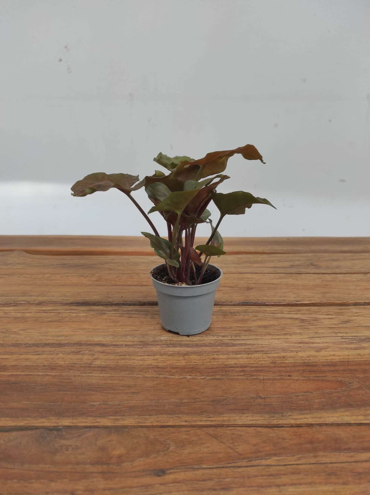 Syngonium V.6 - Image 2