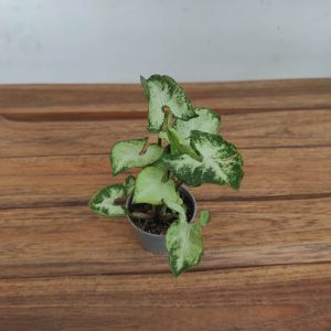 Syngonium V.6