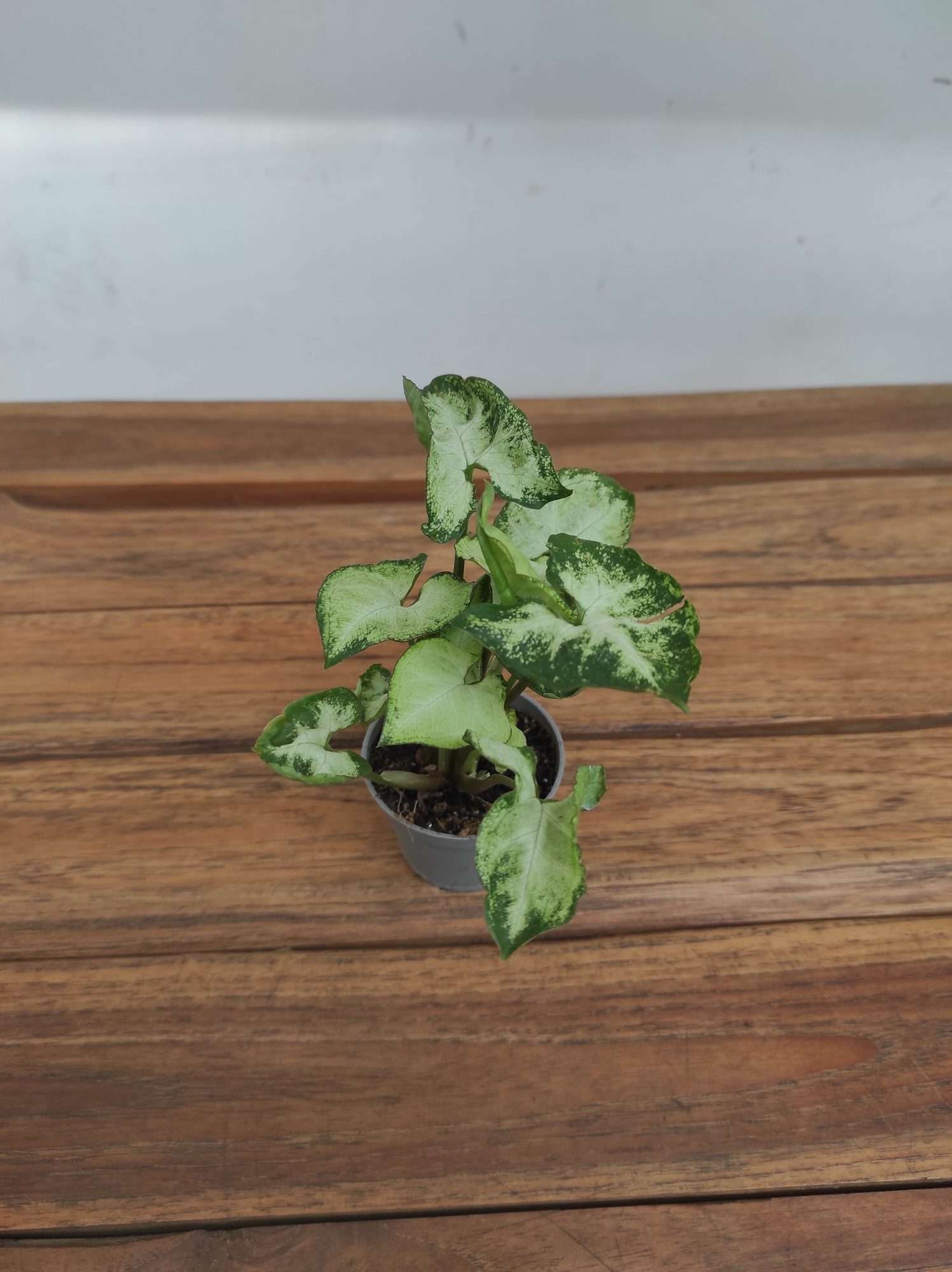 Syngonium V.6