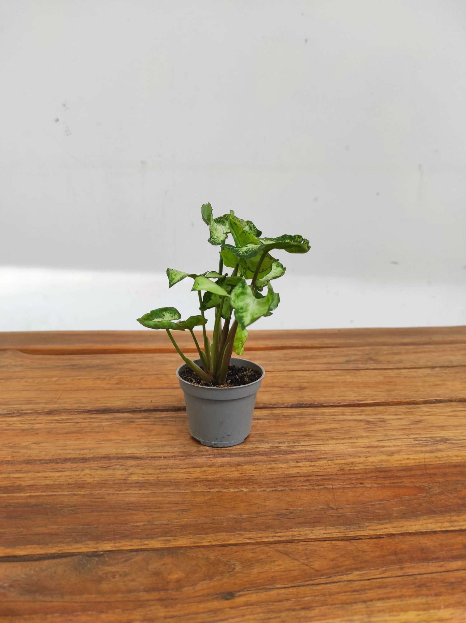 Syngonium V.6 - Image 2