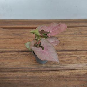 Syngonium V.6