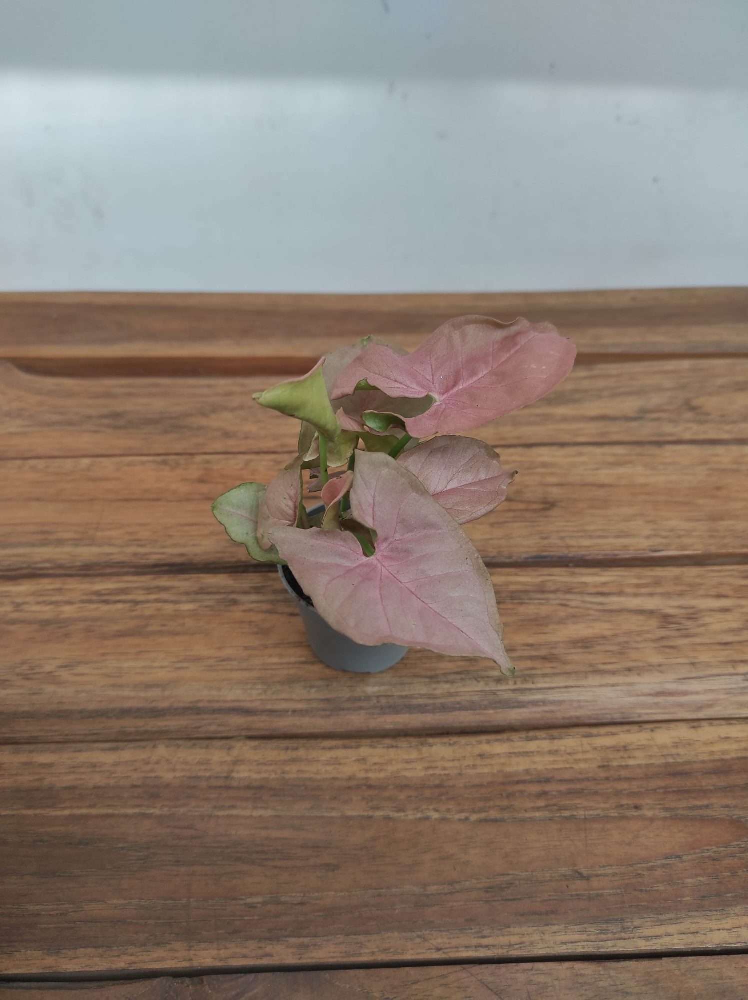 Syngonium V.6