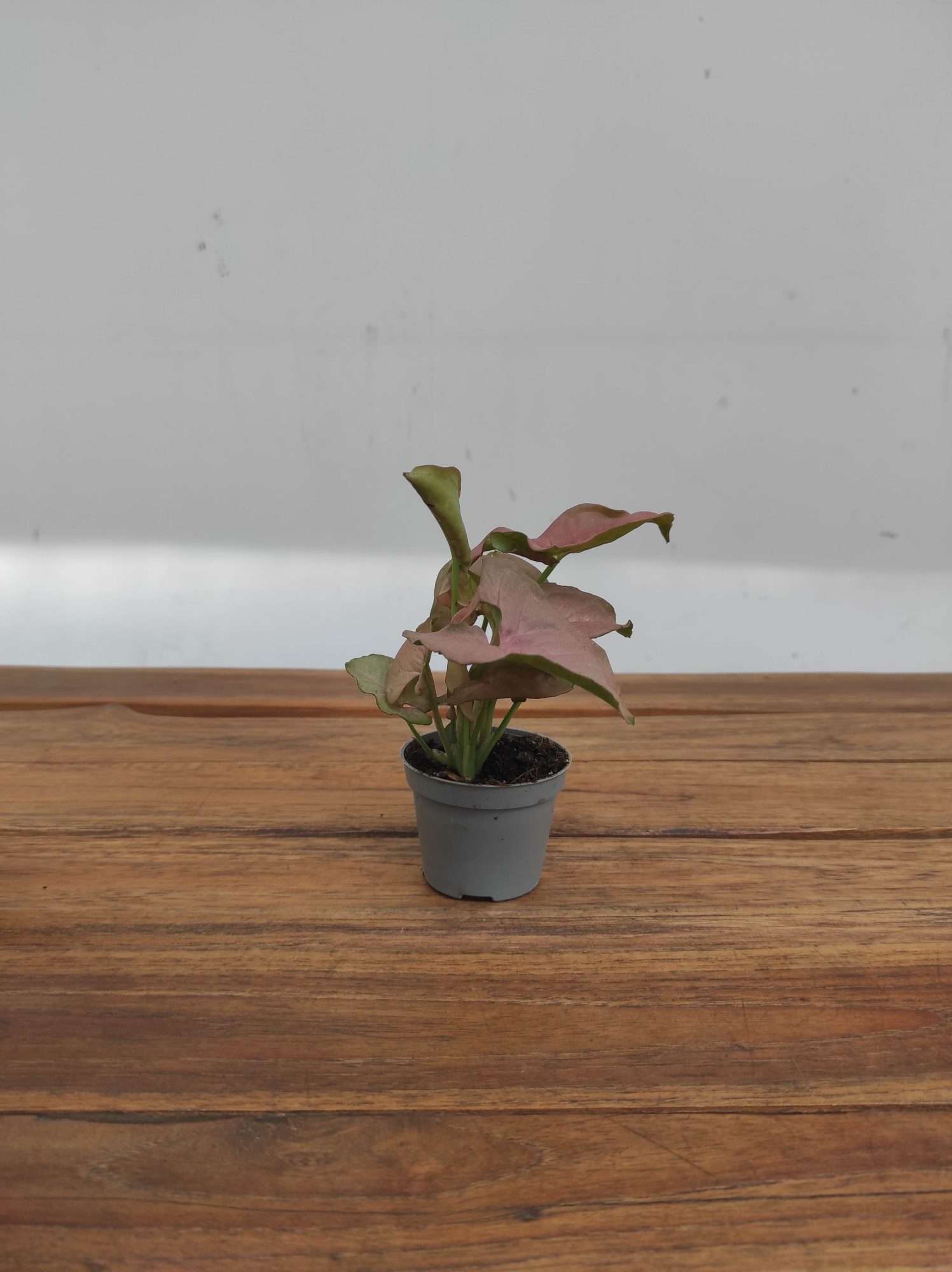 Syngonium V.6 - Image 2