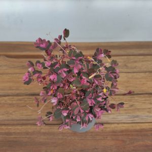 Oxalis Vulcanicola 'Crazy Plum'