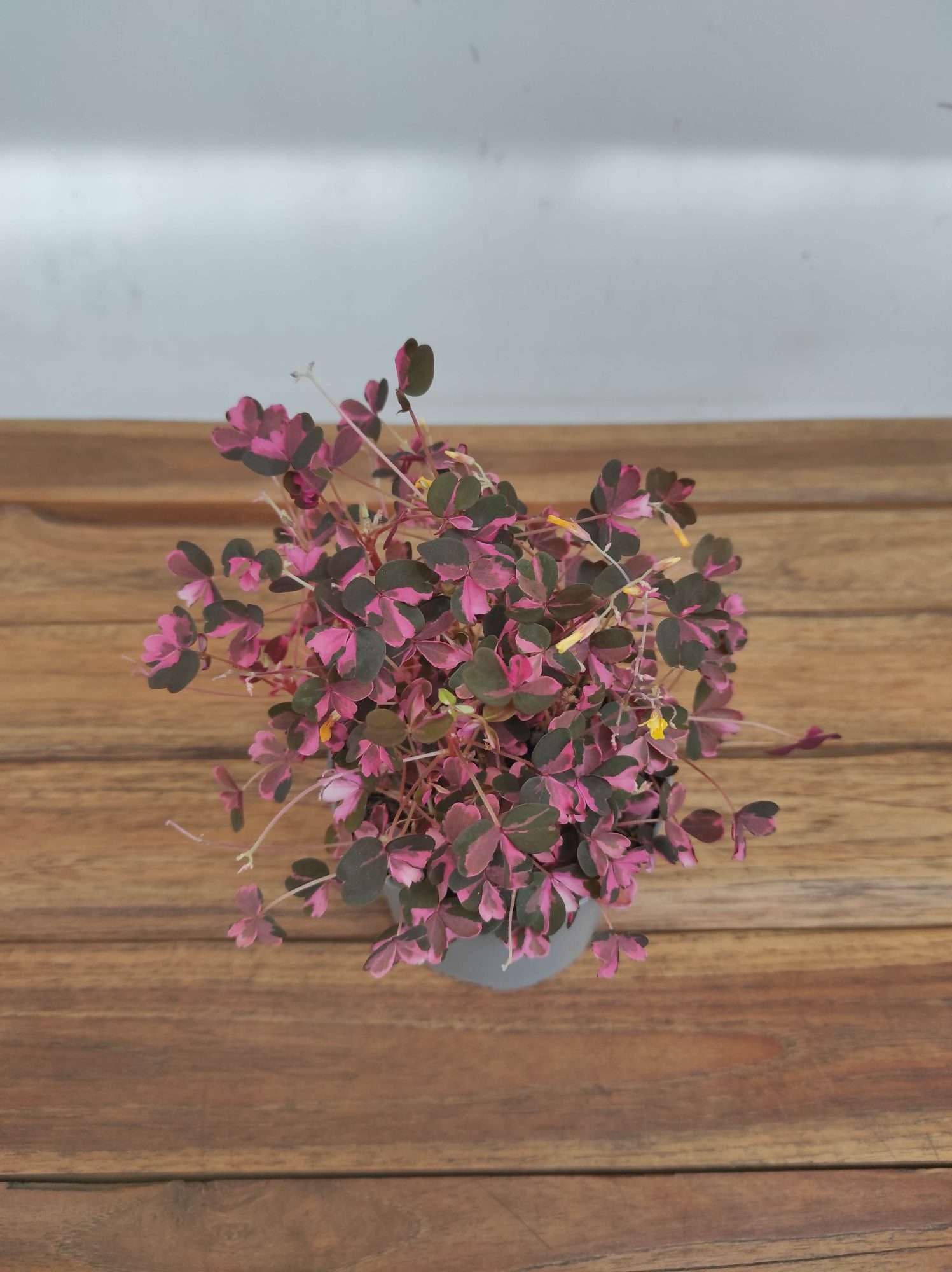 Oxalis Vulcanicola 'Crazy Plum'