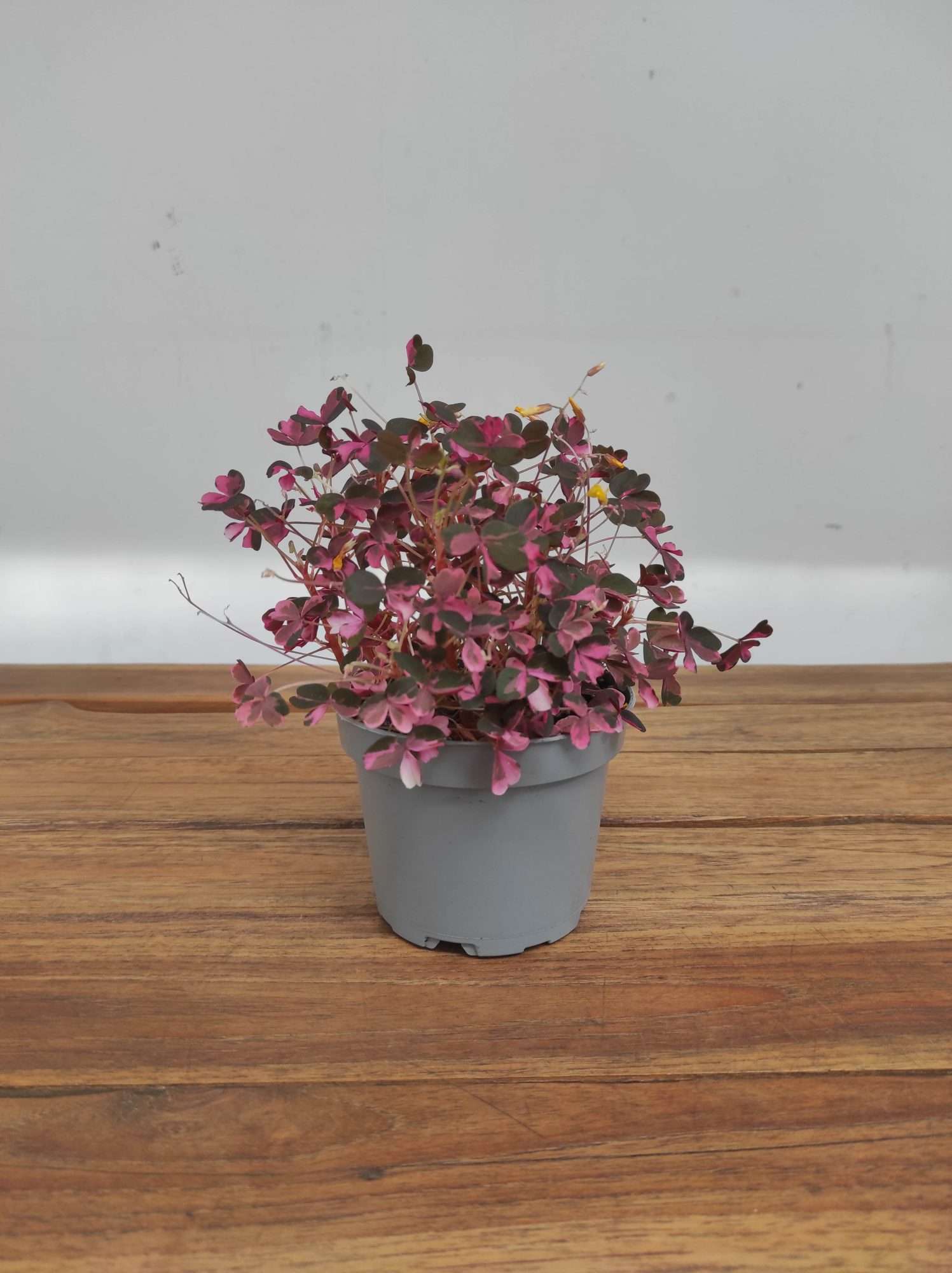 Oxalis Vulcanicola 'Crazy Plum' - Image 2