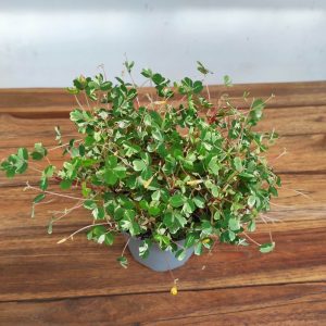 Oxalis Vulcanicola 'Nordlys'