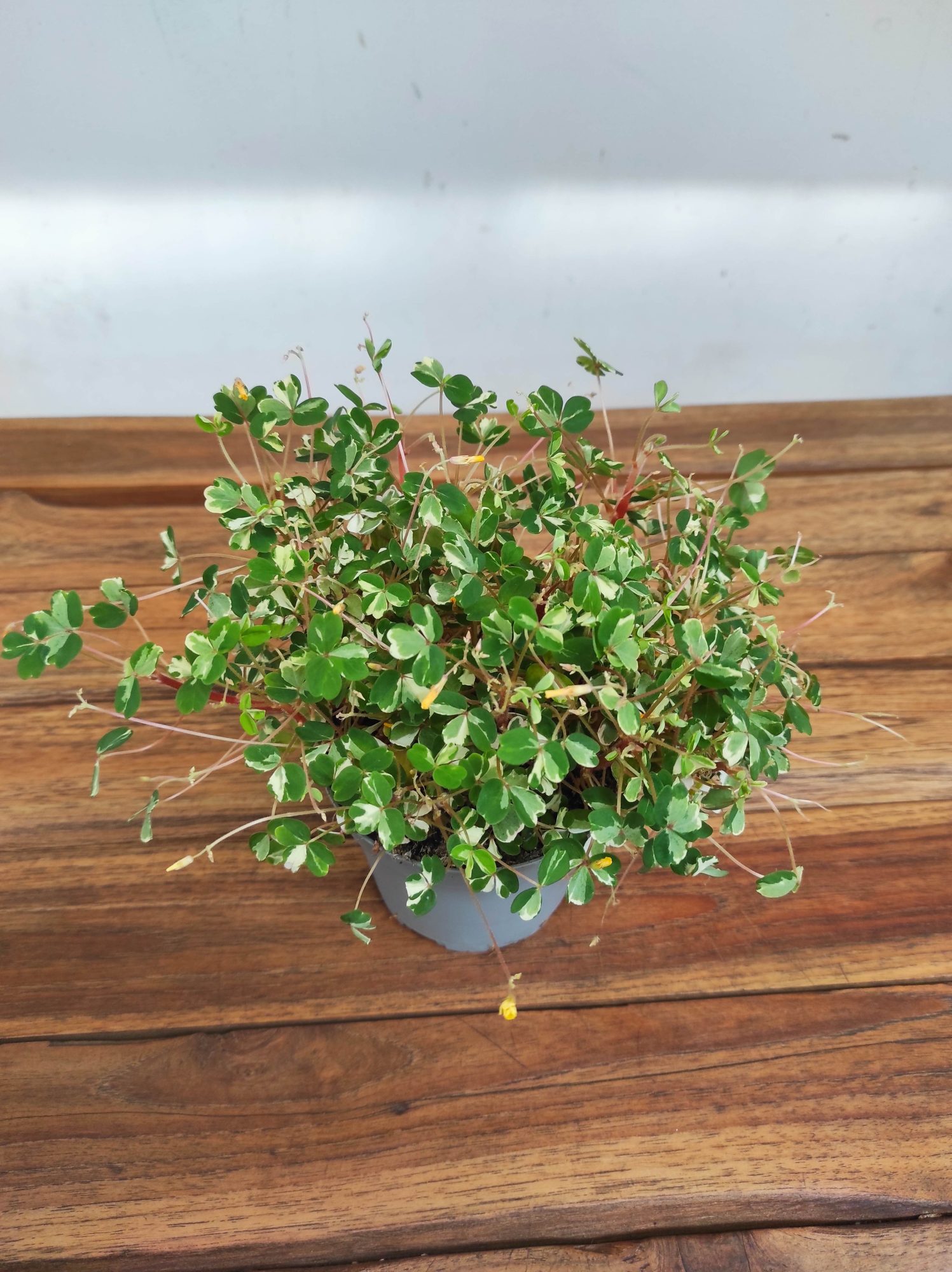 Oxalis Vulcanicola 'Nordlys'