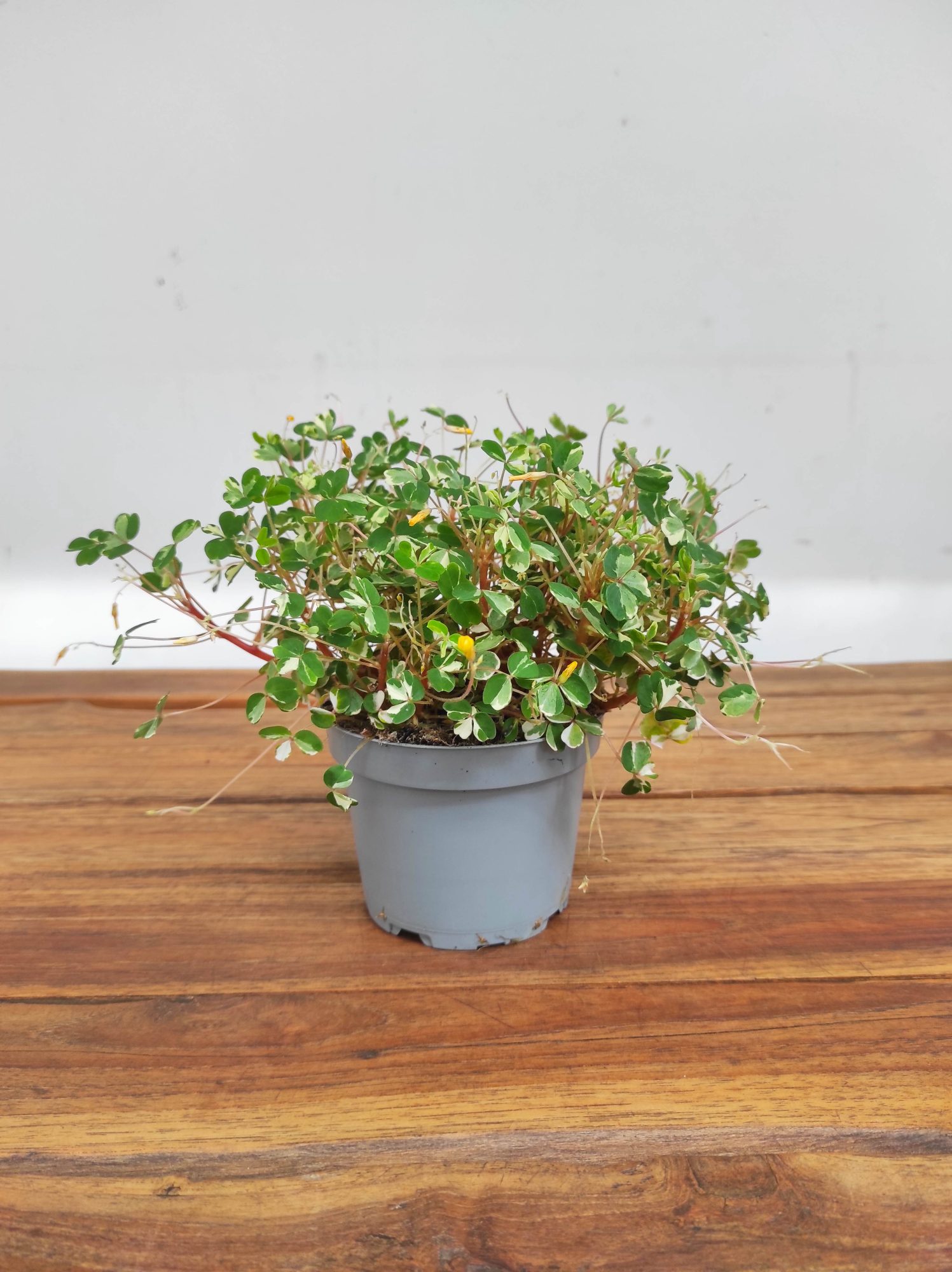 Oxalis Vulcanicola 'Nordlys' - Image 2
