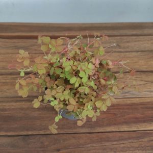 Oxalis Sunset 'Velvet'
