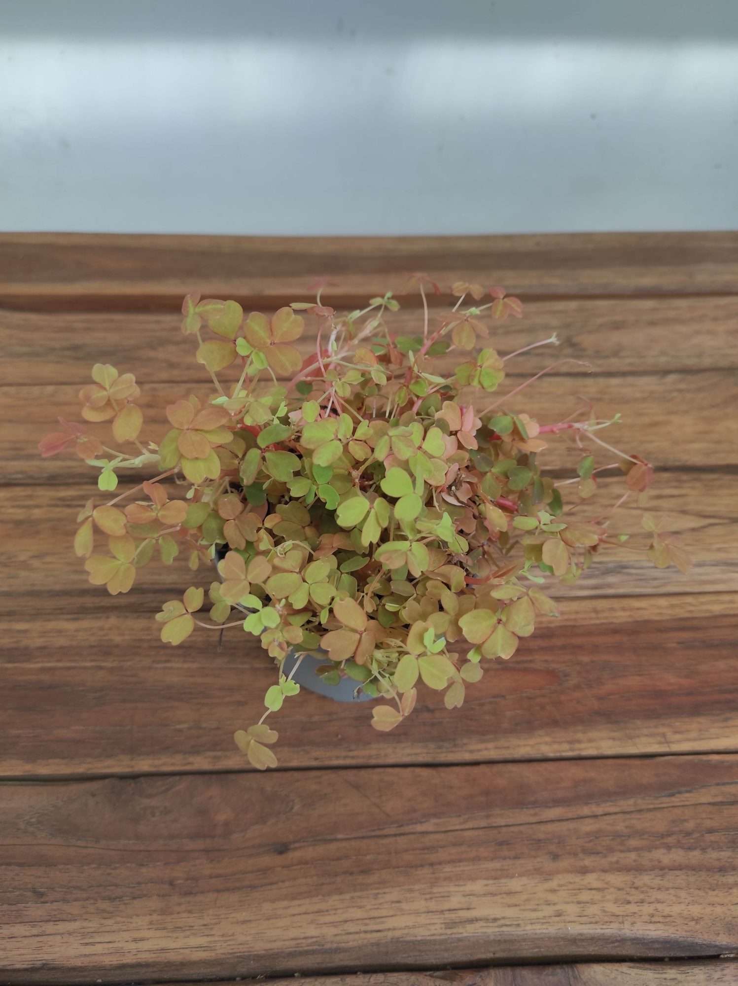 Oxalis Sunset 'Velvet'