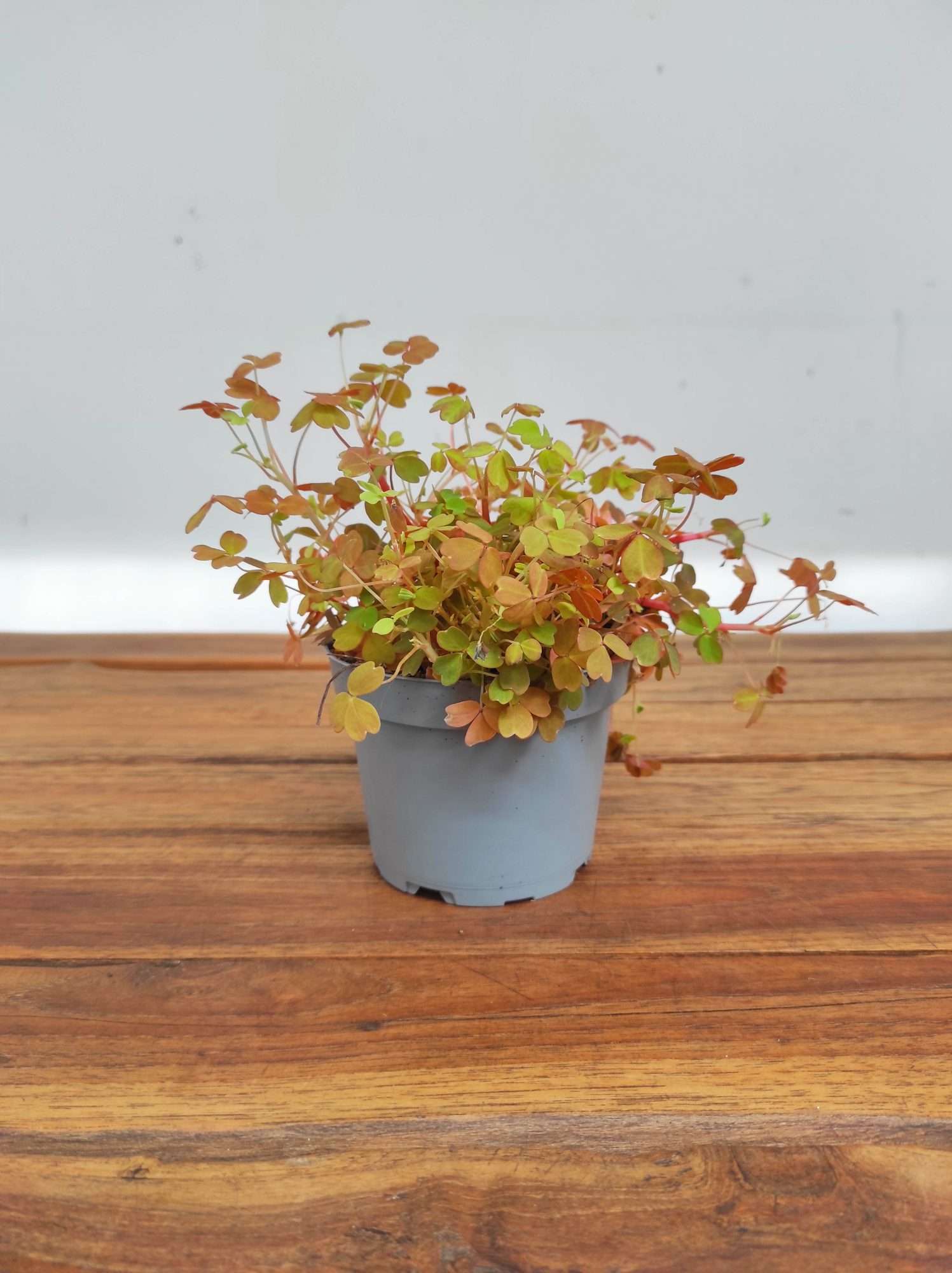 Oxalis Sunset 'Velvet' - Image 2