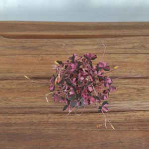 Oxalis 'Crazy Plum'