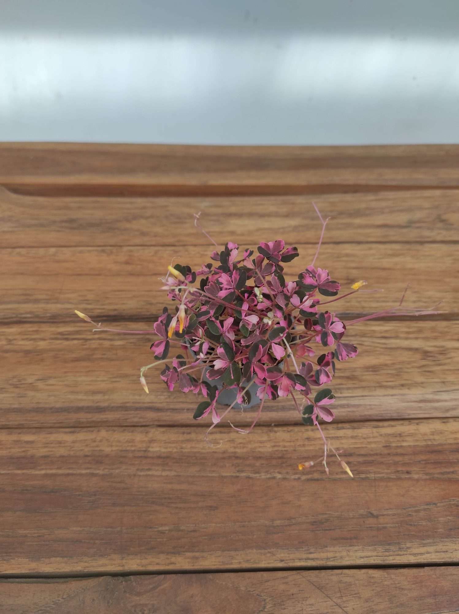 Oxalis 'Crazy Plum'