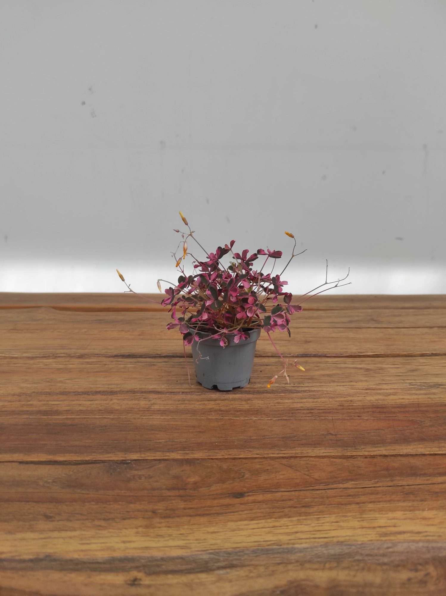 Oxalis 'Crazy Plum' - Image 2