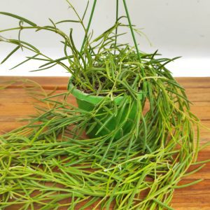 Hoya Linearis Hangongreen - Suspensão