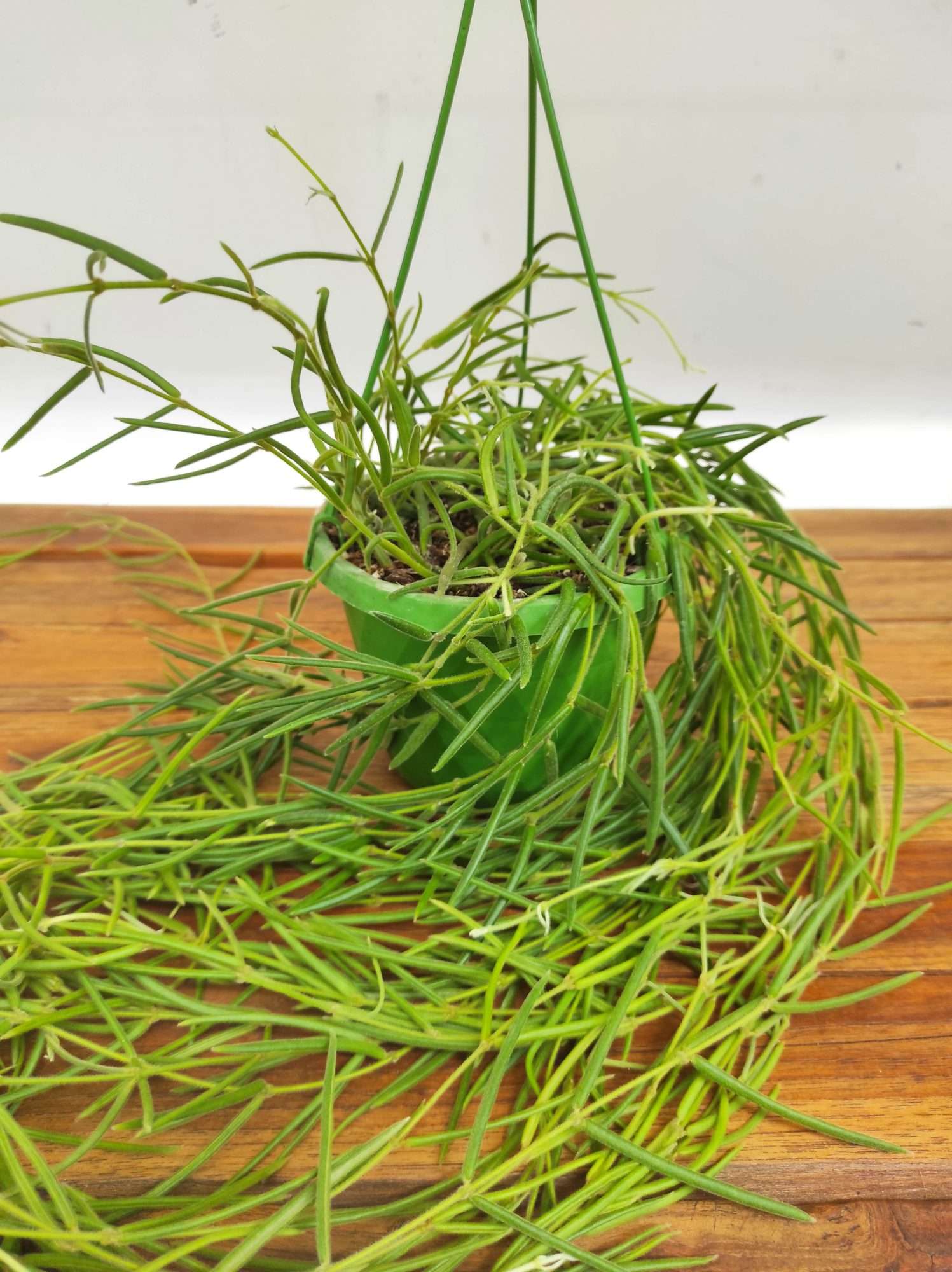 Hoya Linearis Hangongreen - Suspensão