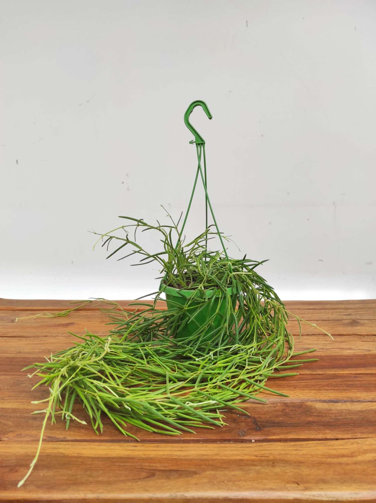 Hoya Linearis Hangongreen - Suspensão - Image 2