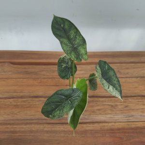 Alocasia Dragon Scale Mint Variegata