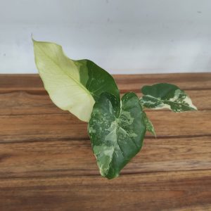 Alocasia Gageana Albo Variegata