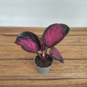 Calathea Mister Red