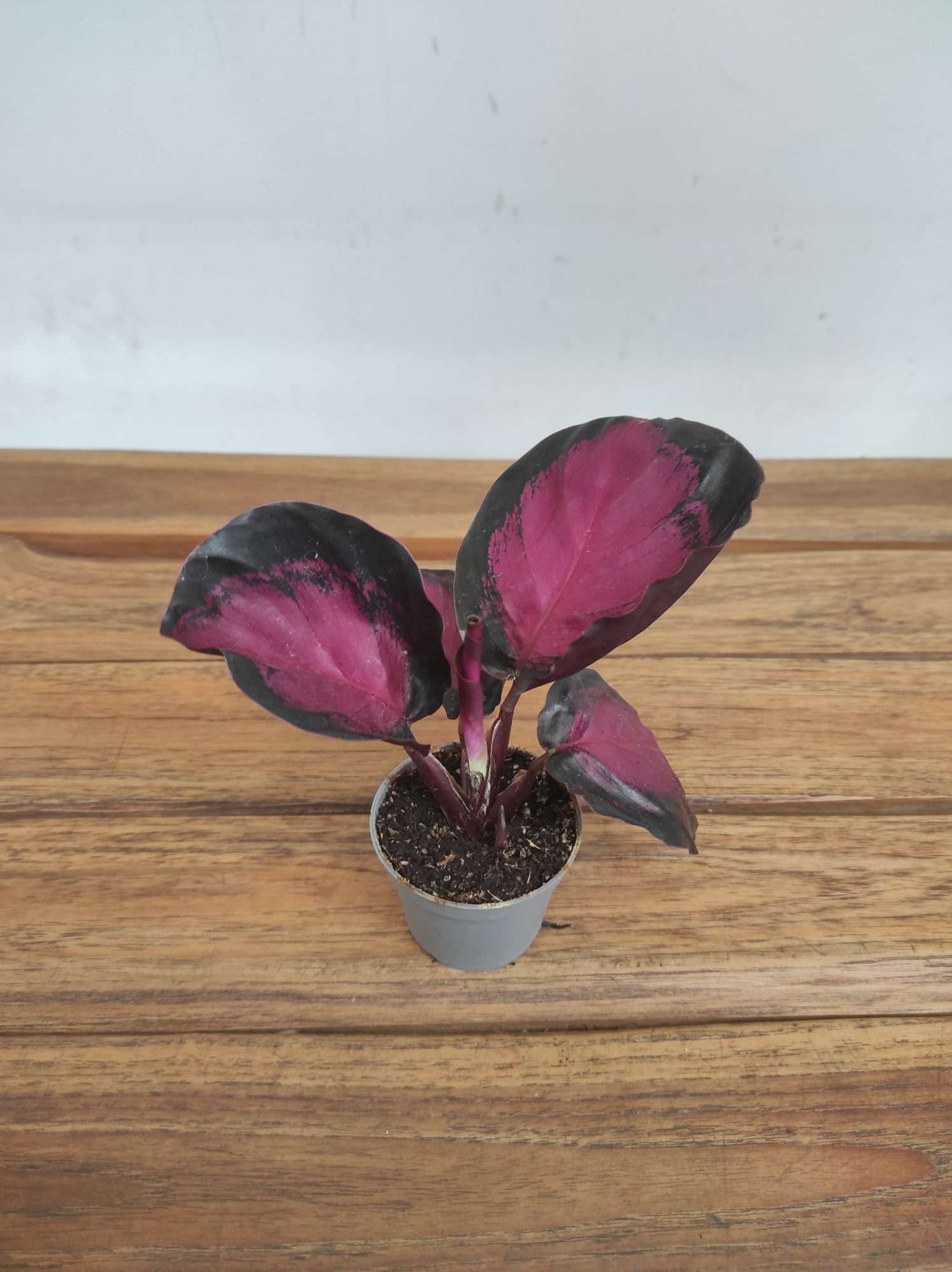 Calathea Mister Red