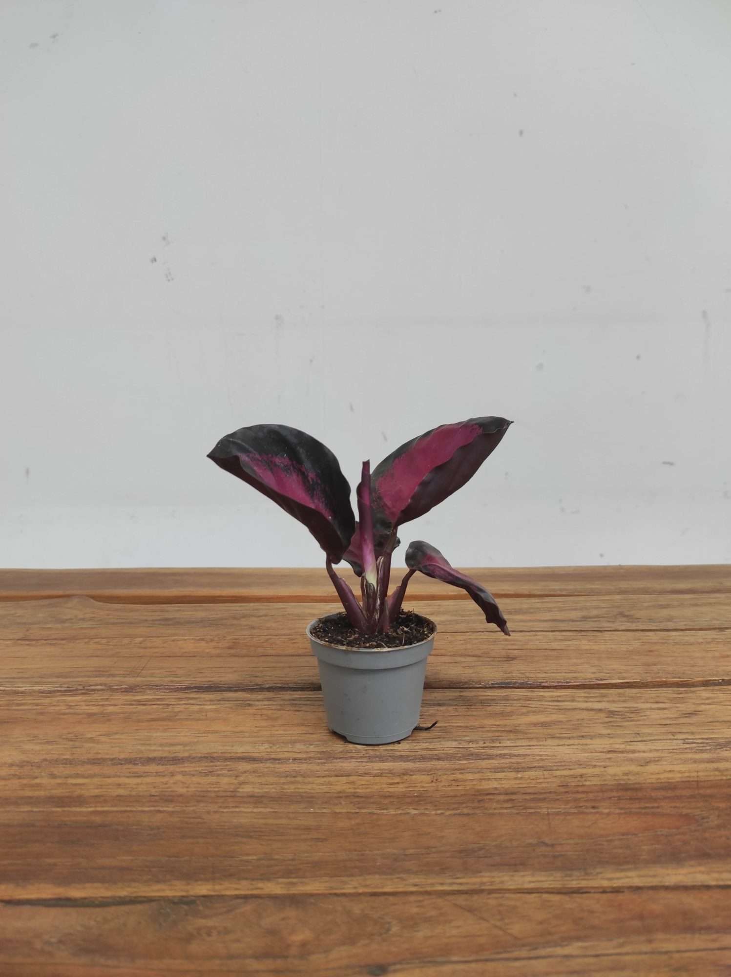 Calathea Mister Red - Image 2