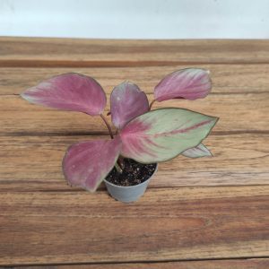 Calathea Silver Plate
