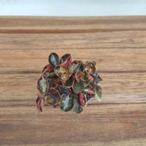 Peperomia Columbiana