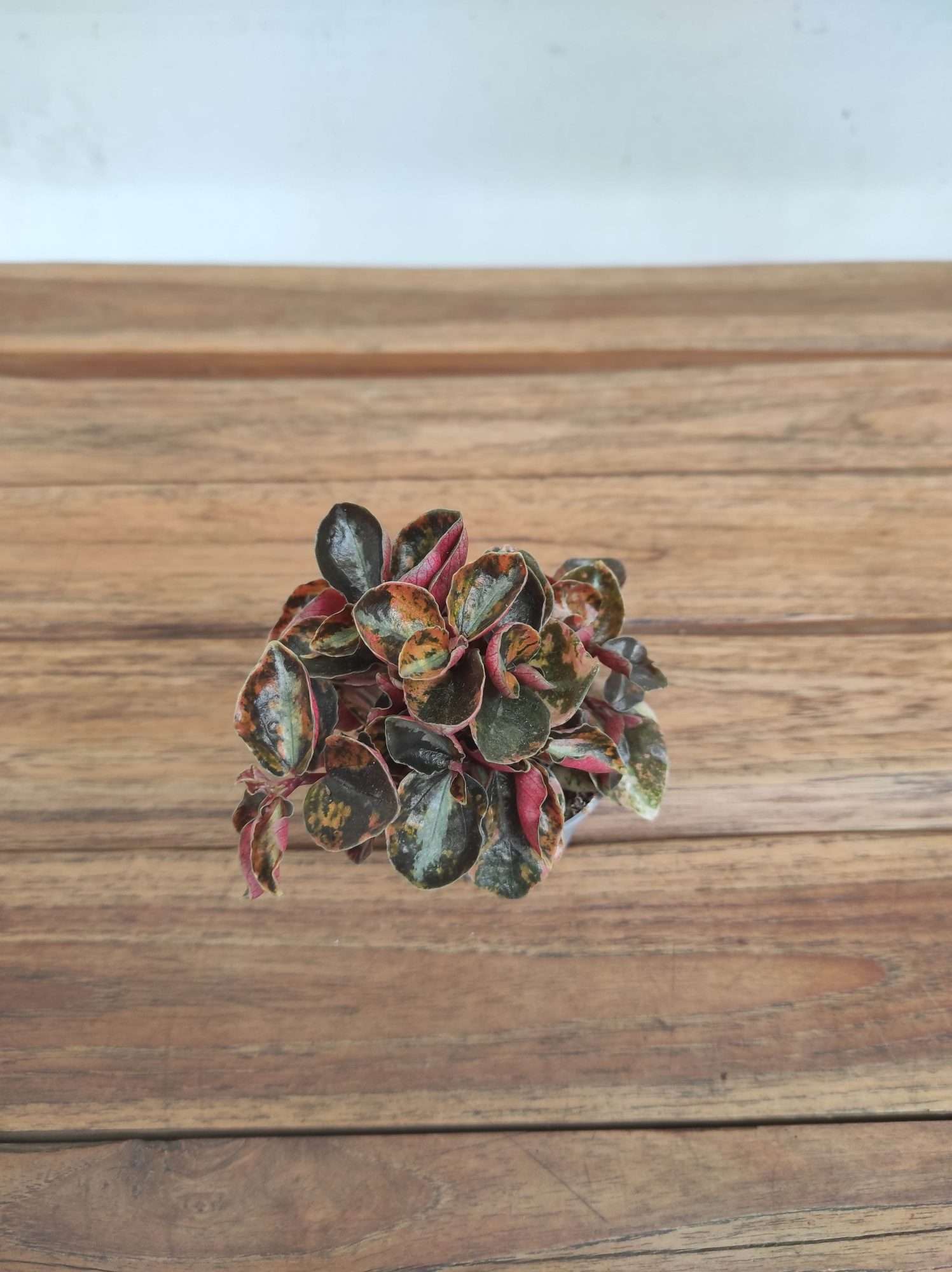 Peperomia Columbiana