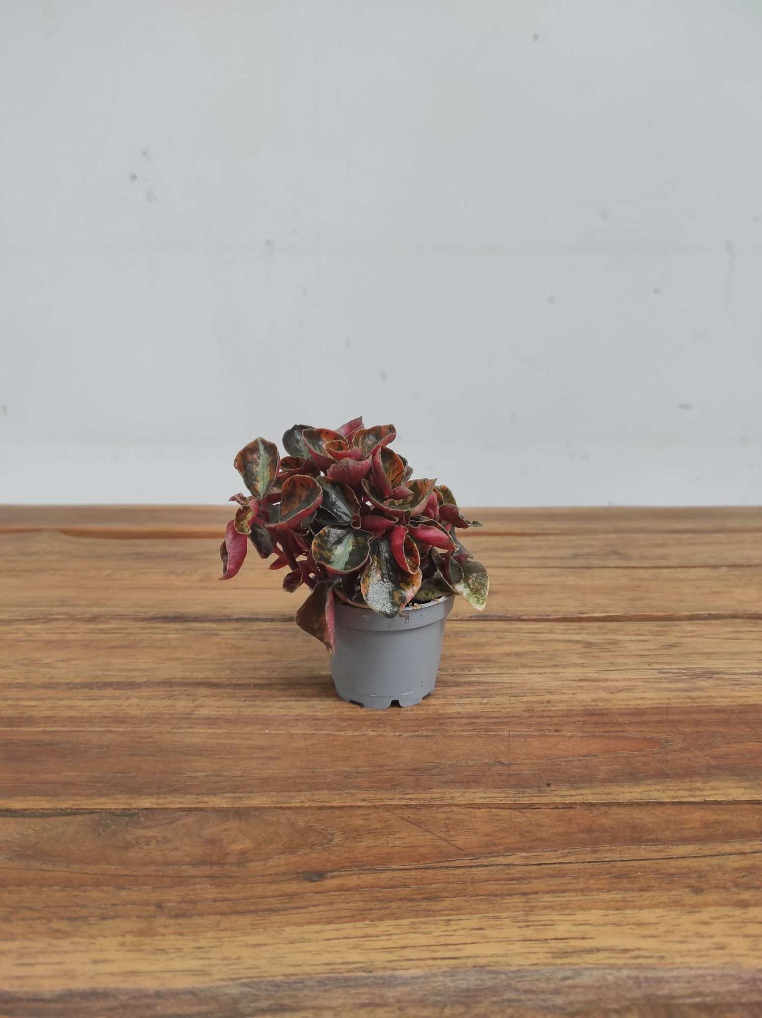 Peperomia Columbiana - Image 2