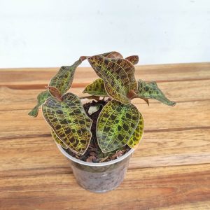 Macodes Petola V.12