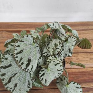 Begonia Sylver Jewell Rex Hybrdid