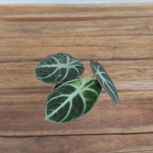 Alocasia Ninja Varigata V.6