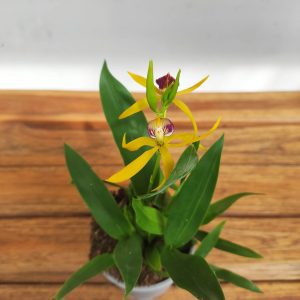Encyclia V.9