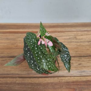 Begonia V.6